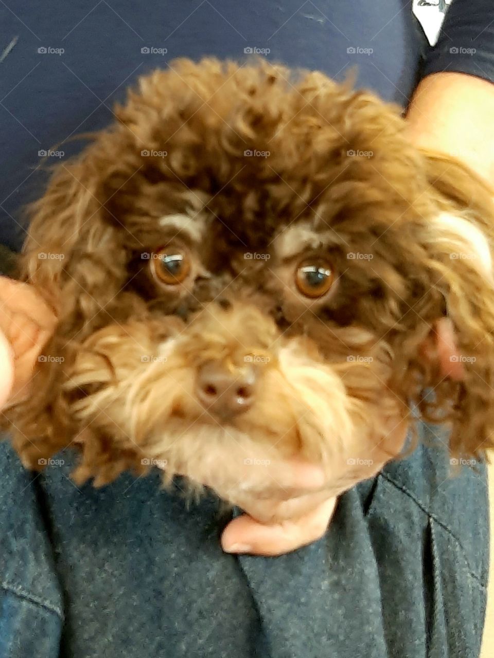 the dog that ate the cat that ate the canary and got caught! foap mission look at those eyes!