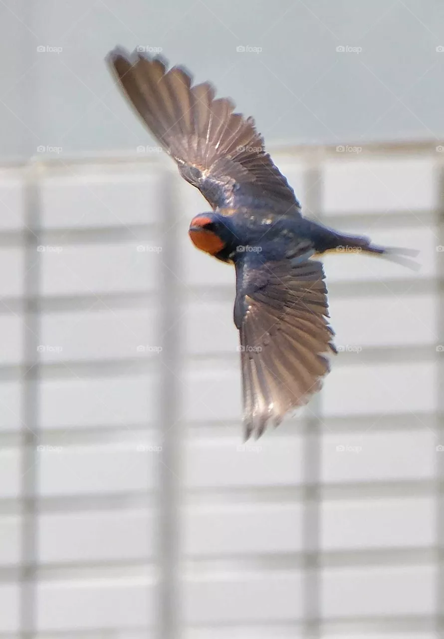 flying blue Bird