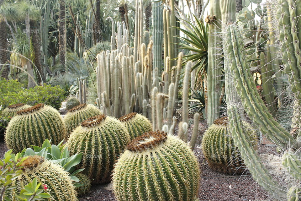 cactus