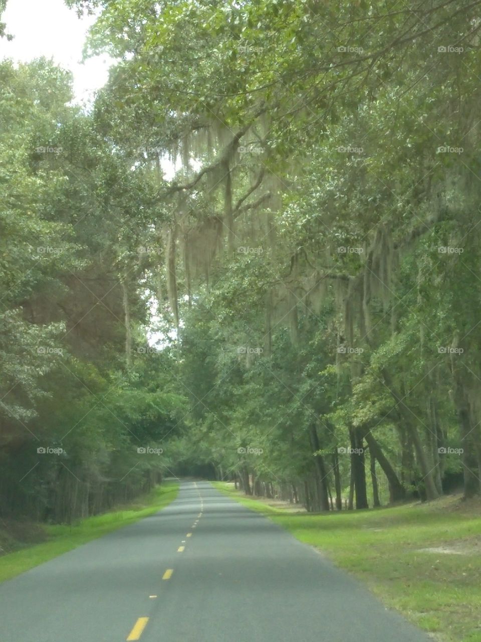 weeping willow road