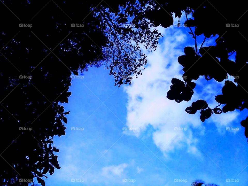 Blue  colour sky and could good seen from under the tree