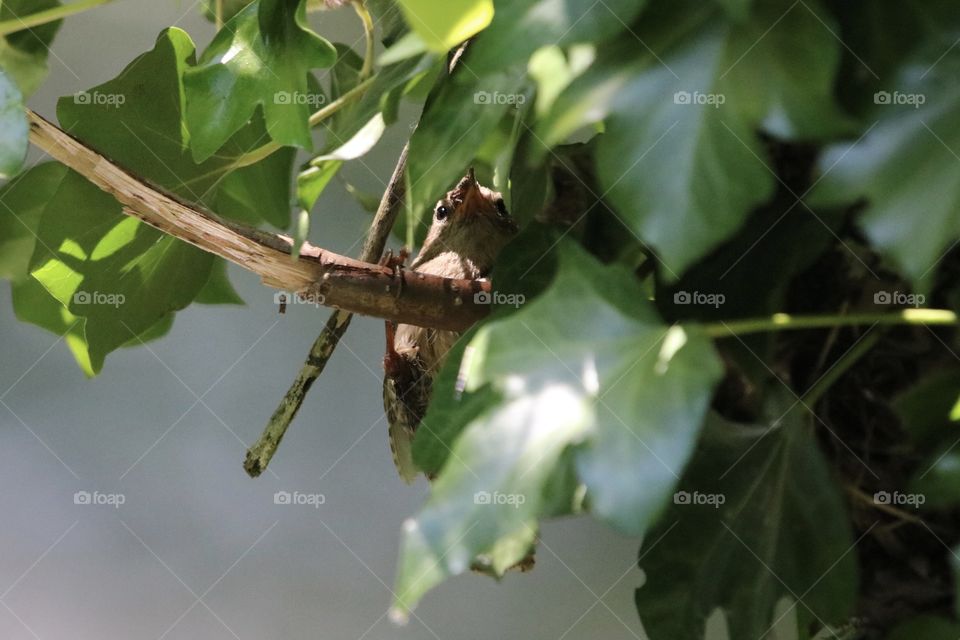 Wren in The nest