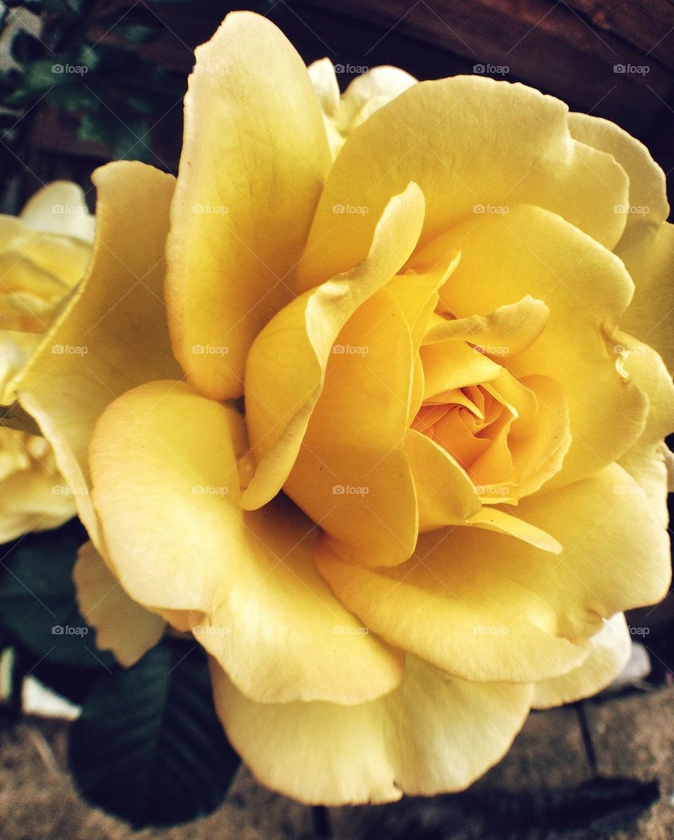 flowers garden yellow nature by simk03