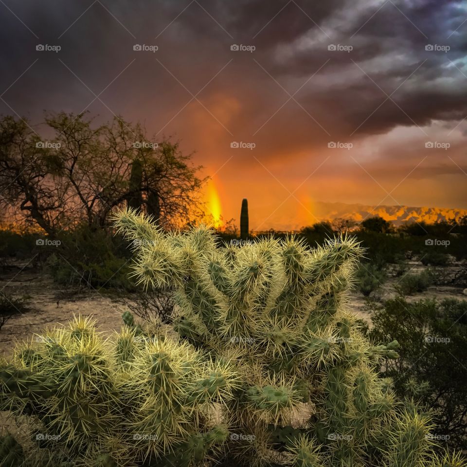 Desert Landscape 