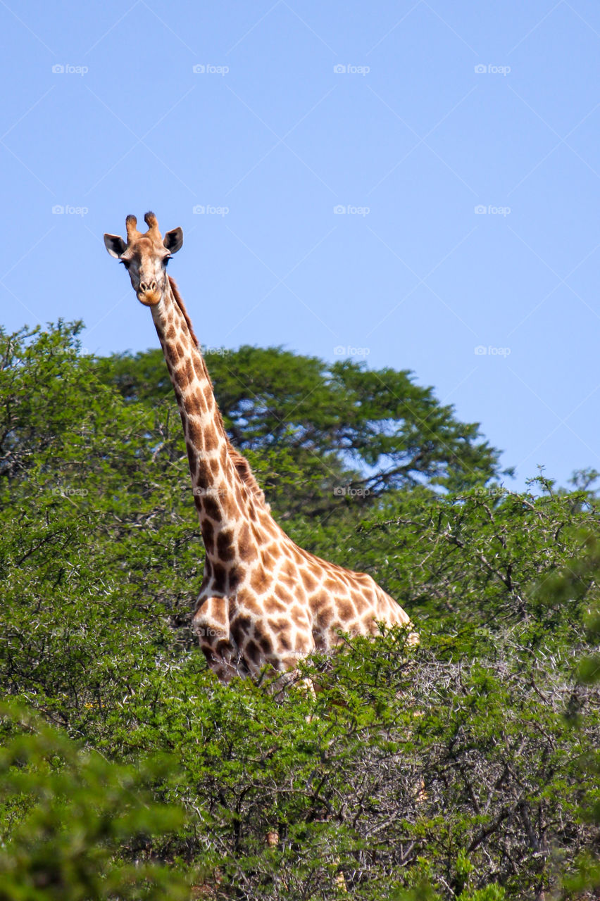 Giraffe in the bushes