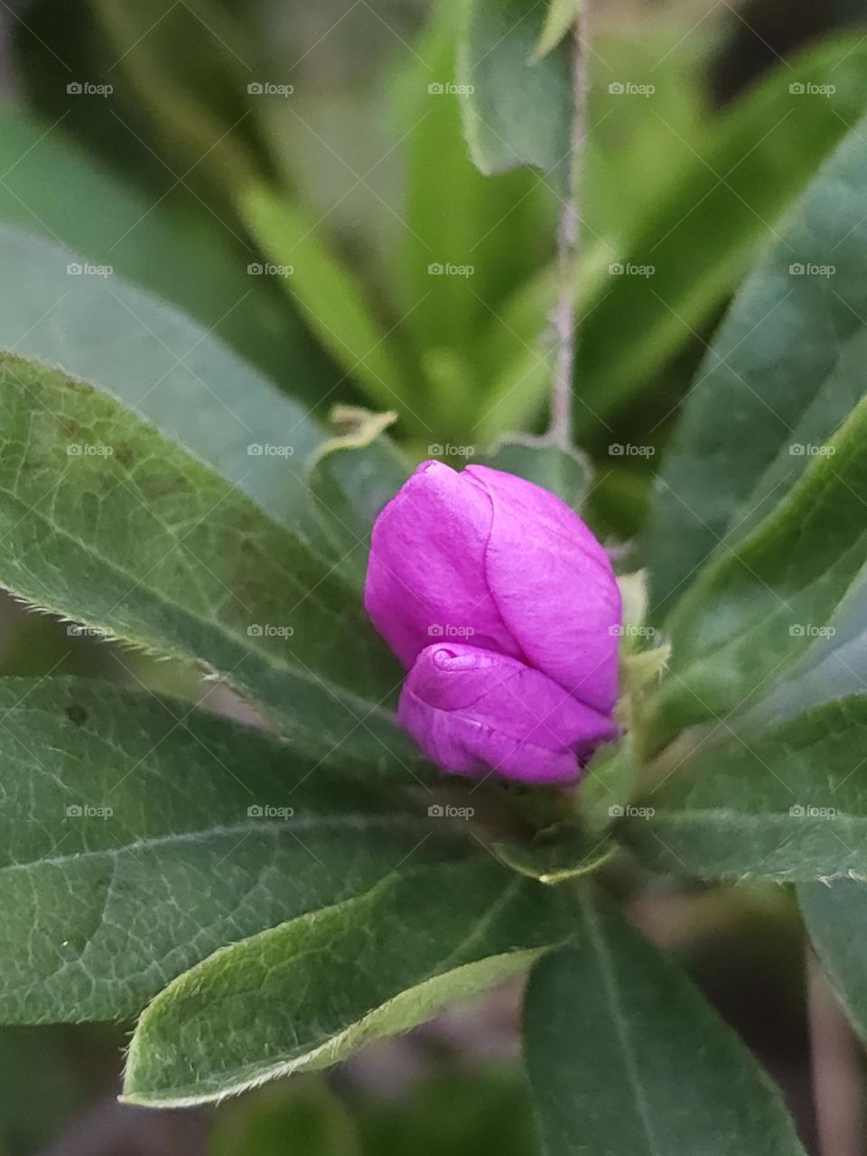 Barbie pink flower