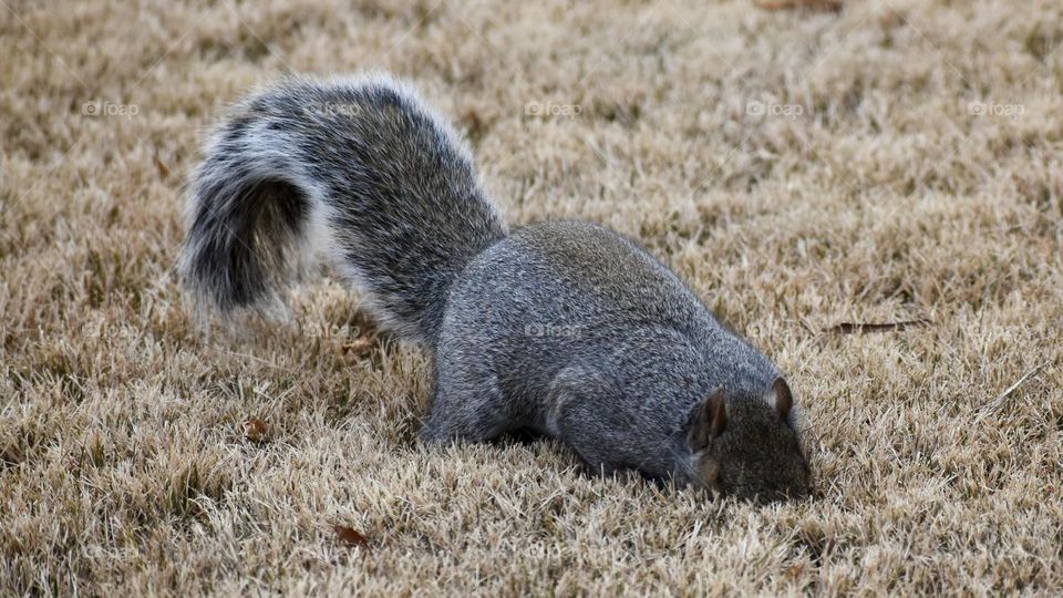 Looking for his nuts