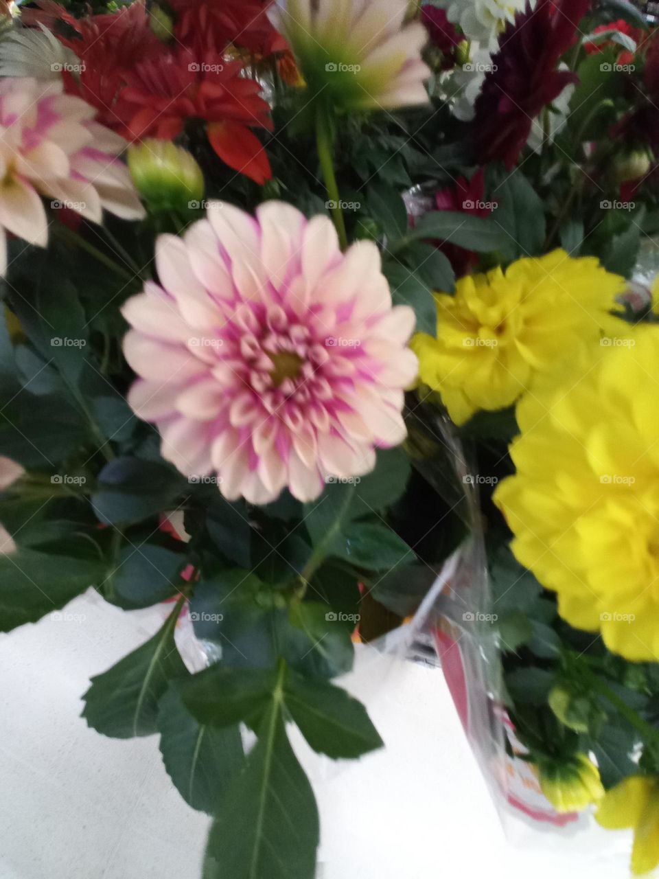 As Dálias simbolizam elegância e dignidade em várias culturas. São populares em buquês  de casamento devido a sua beleza Radiante. Plantadas a pleno Sol, as dálias não  dão nenhum trabalho e vão  bem em todo tipo de solo ou vaso