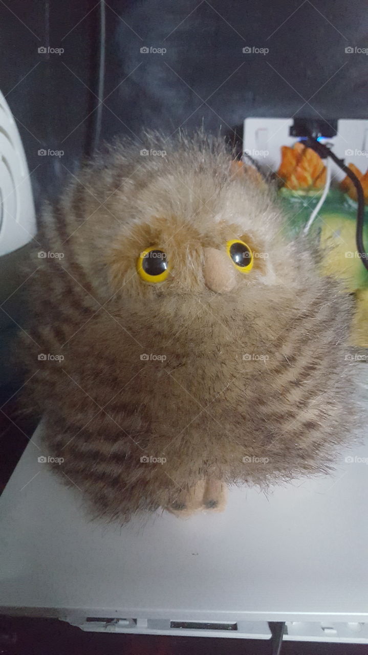 owl toy