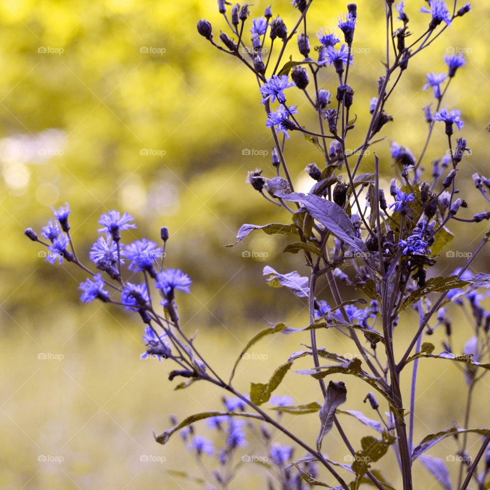 Take the Nostalgic Way Home (Series)