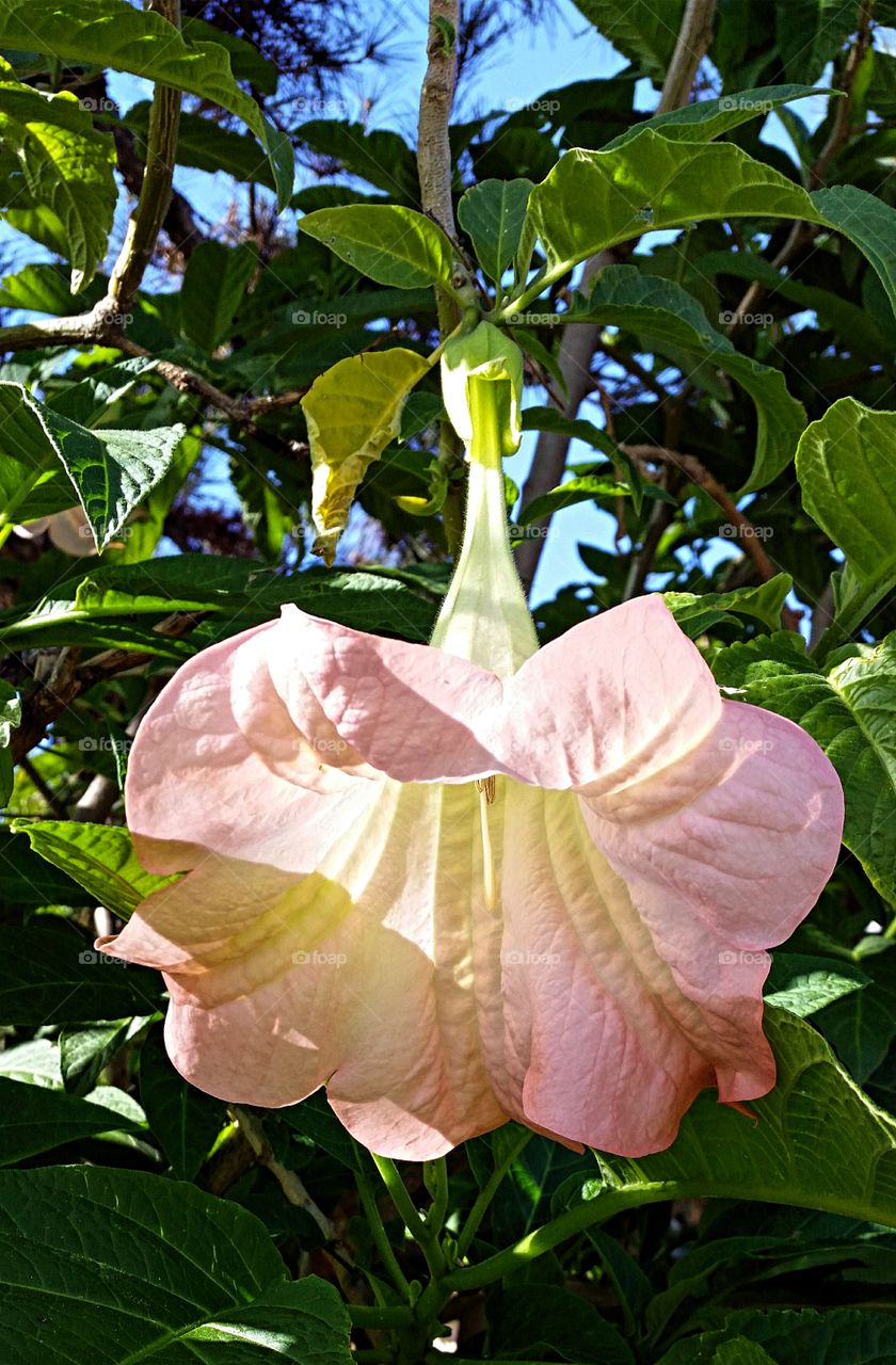 Trumpet Flower basking in the morning sun!