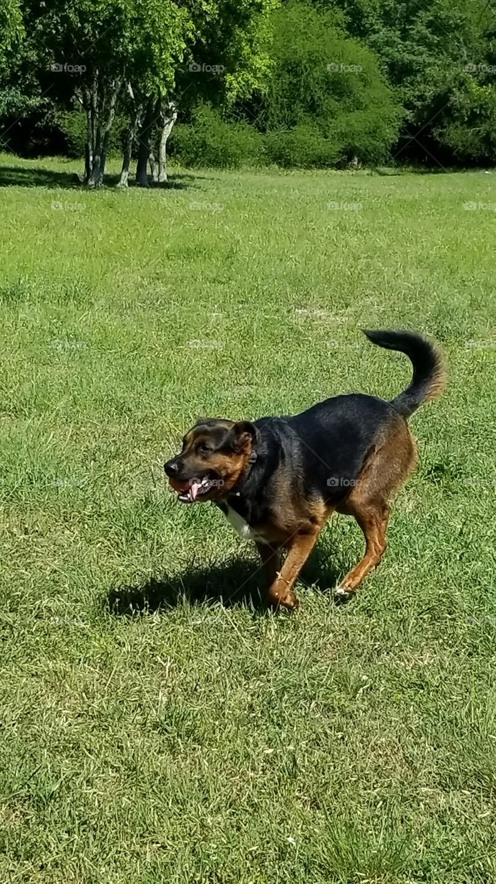 dog running with ball