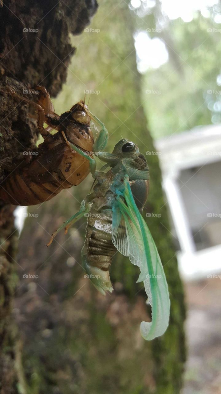 Molting cicada