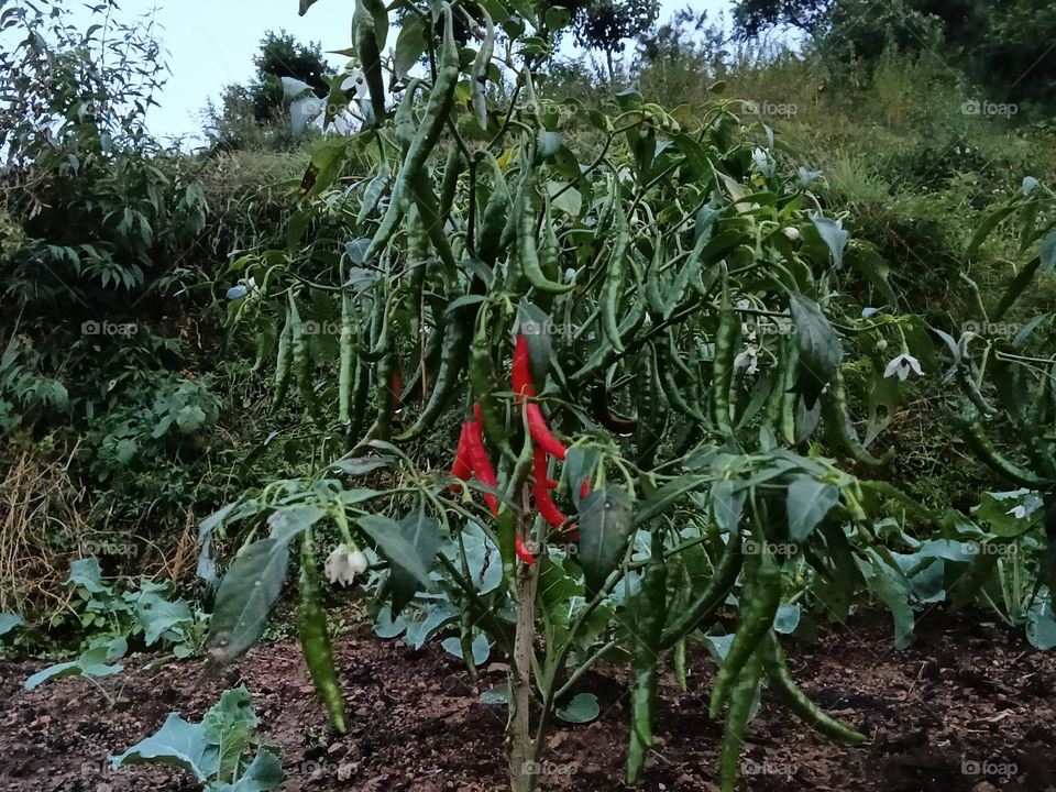 chilli plant