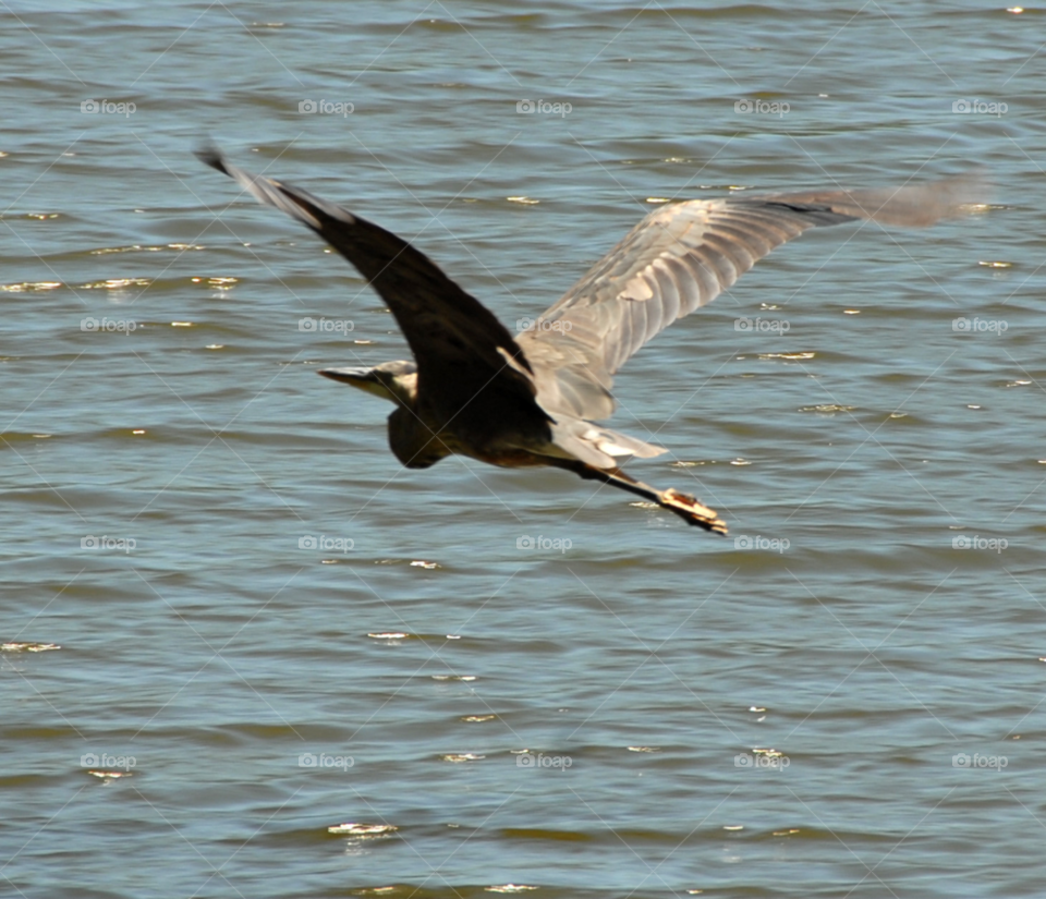 blue great flying bird by lightanddrawing