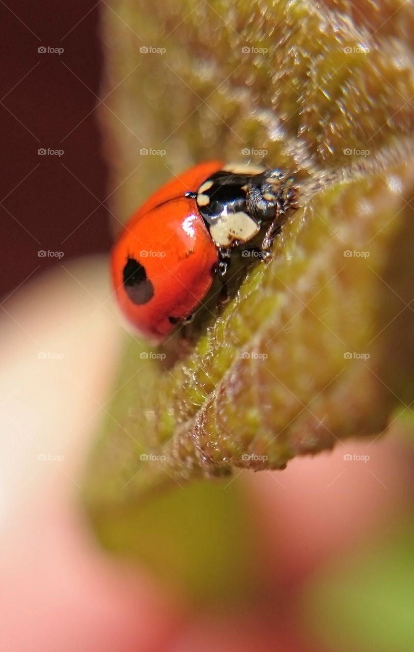 High angle view of ladybug on leaf