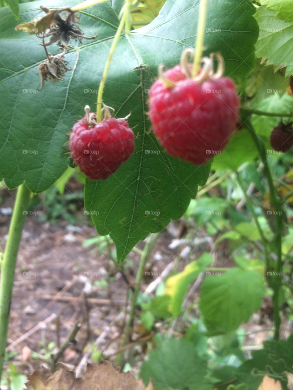 Delicious rasberry
