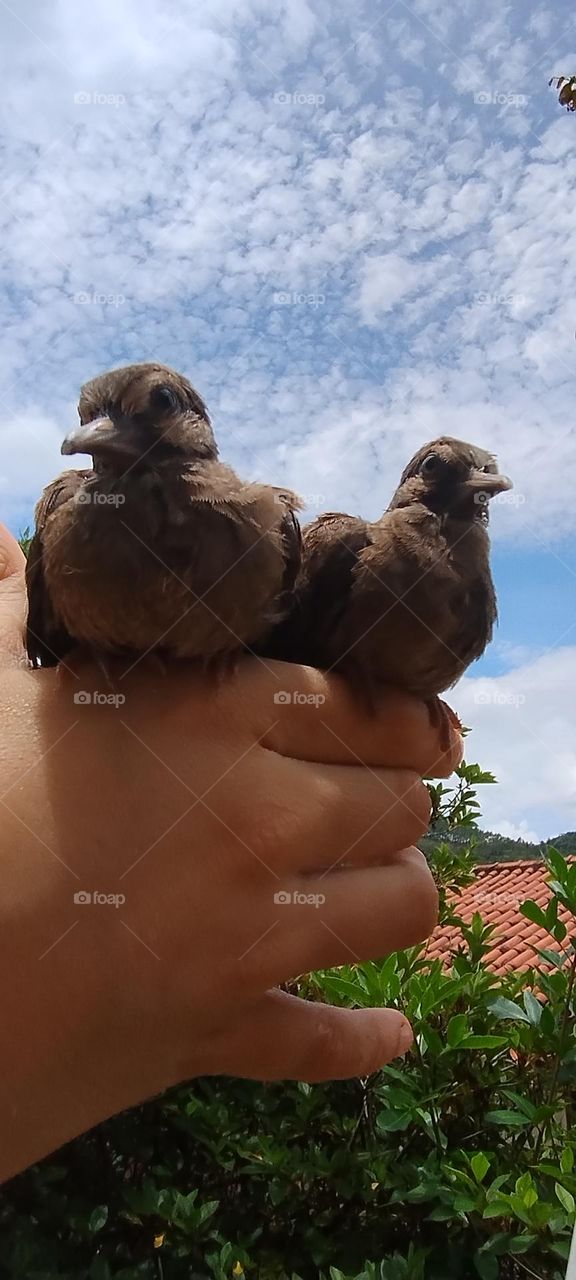 baby dove in the