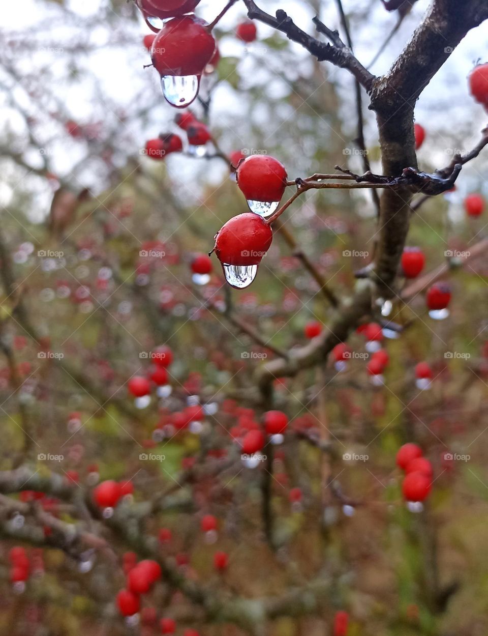 red berries and drops water 💦 beautiful autumn time