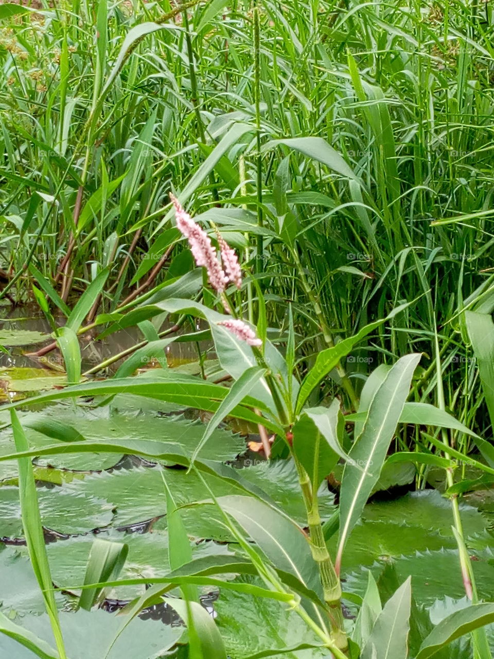 Persicaria hydropiperoides