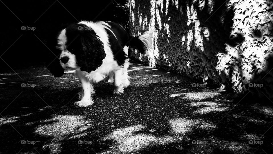 Dog Cavalier king Charles Ixes