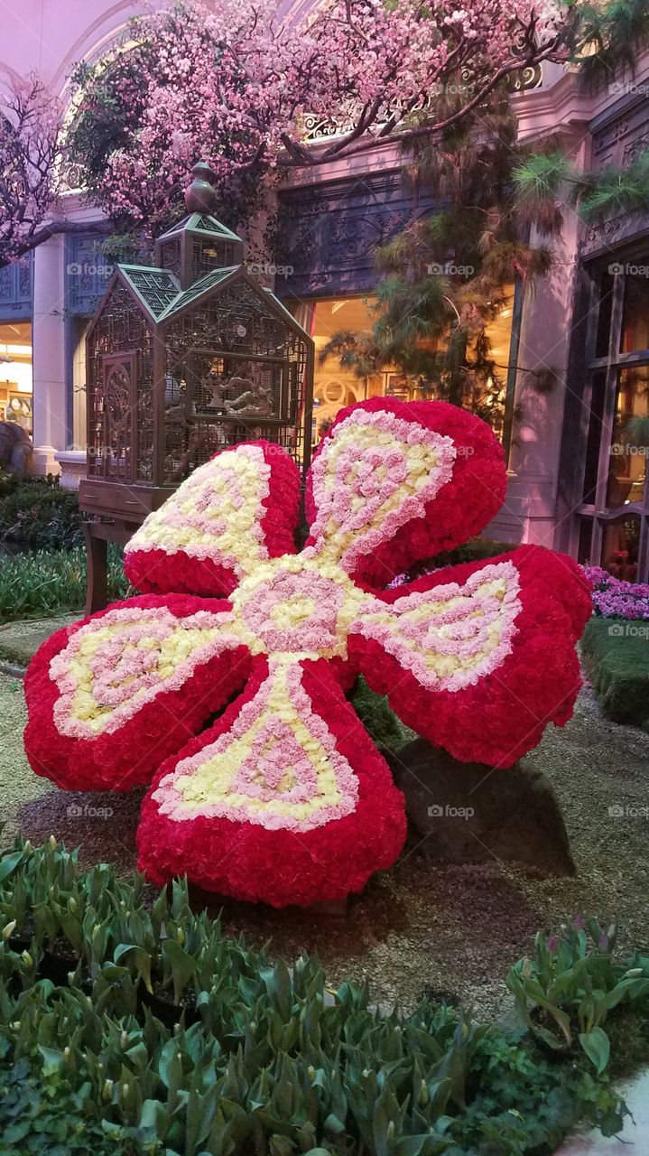 No Person, Flower, Garden, Decoration, Color