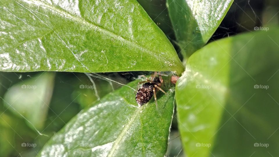 Macro photo of green grass growing in the garden