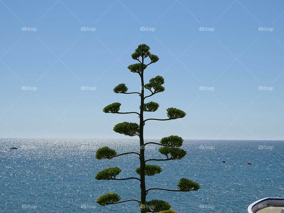 The tree and the sea