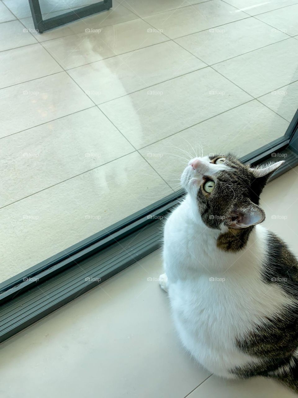 The cat looking up and its reflection.