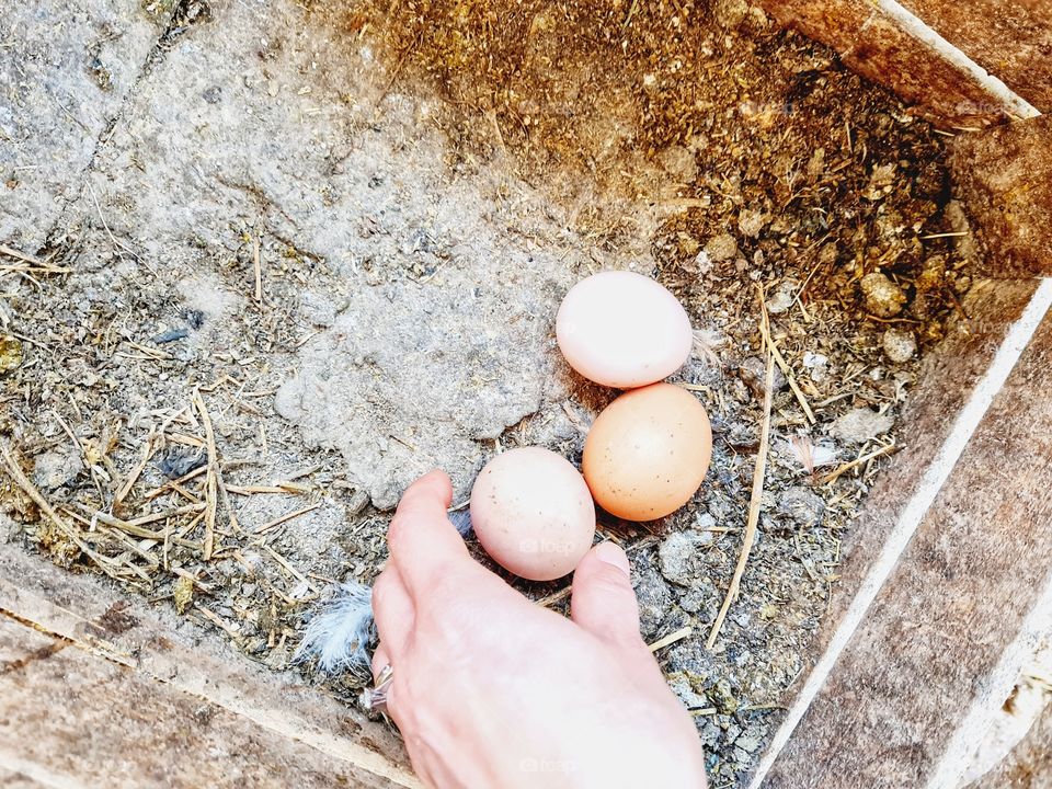 a hand takes the eggs just laid in the hen house