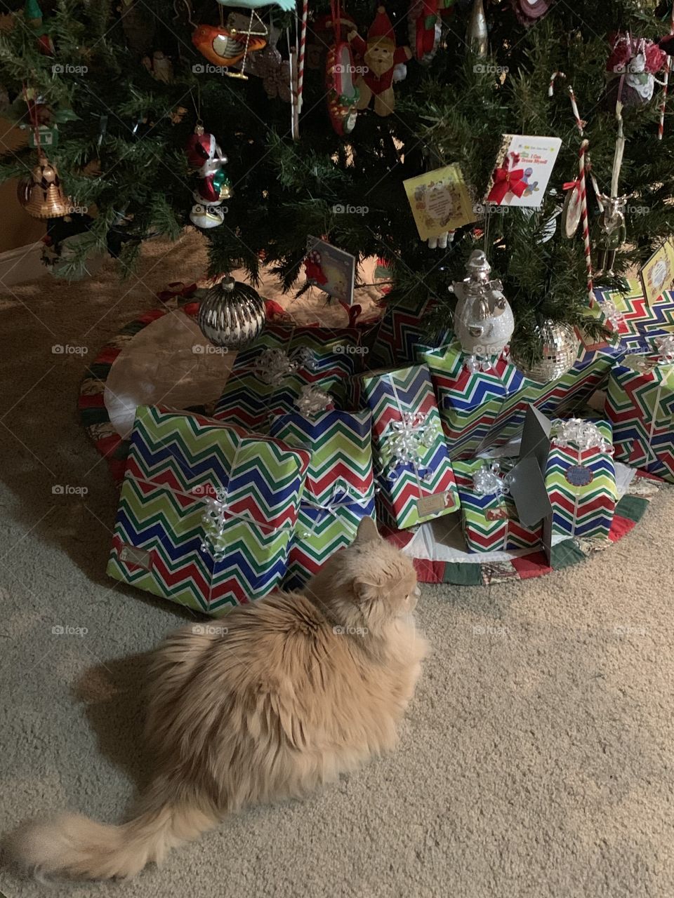 Christmas cat