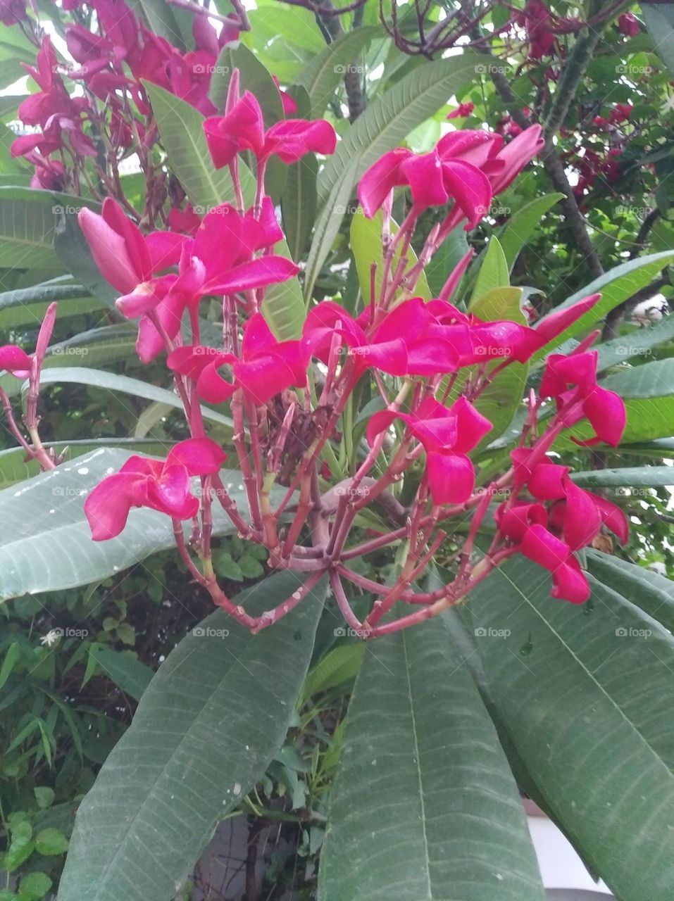bunch of Red flower seasonal fresh shurb small size shurb looks very beautiful generally found everywhere