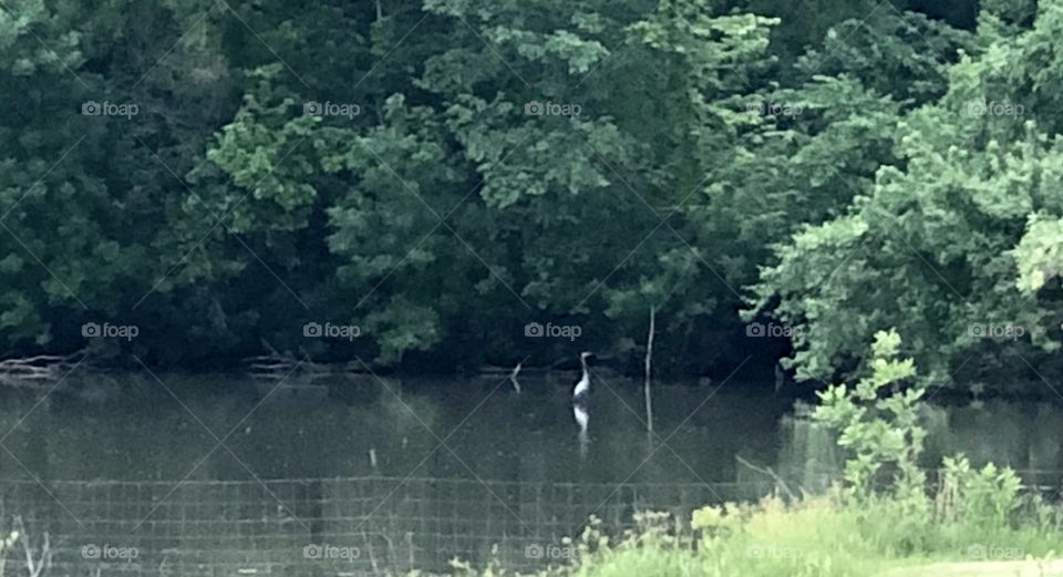 Blue heron, Holiday Lake, lake, water, hidden, cove, shallow, trees, fence, grass, leaves, bird