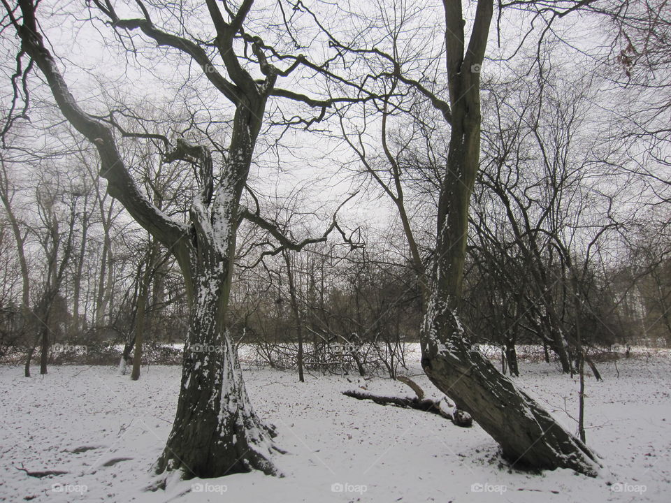 Winter, Tree, Snow, Landscape, Wood