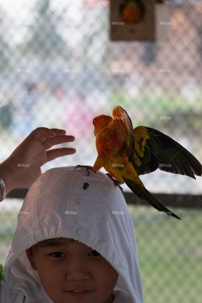 Bird on the head