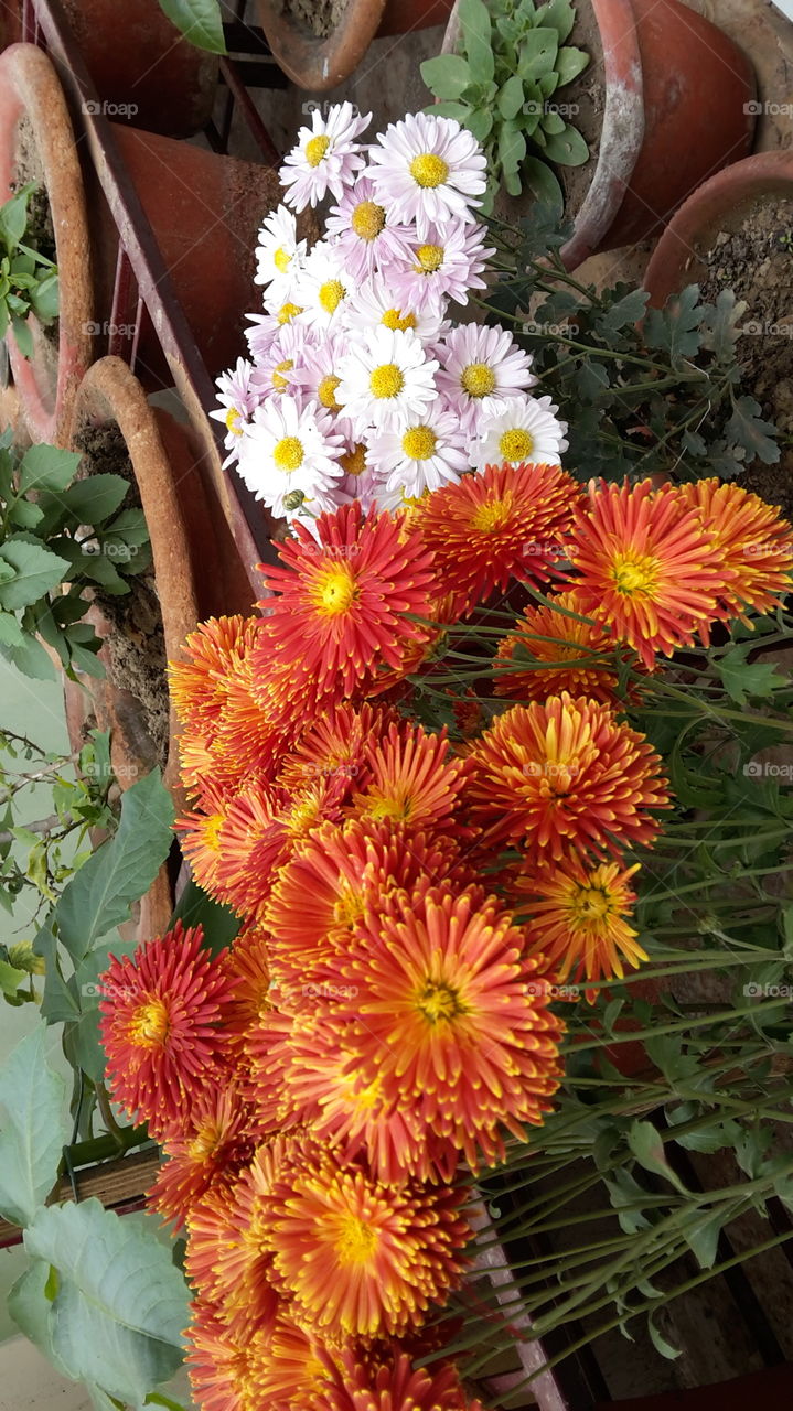 red and yellow combination ,flower,very attracrive