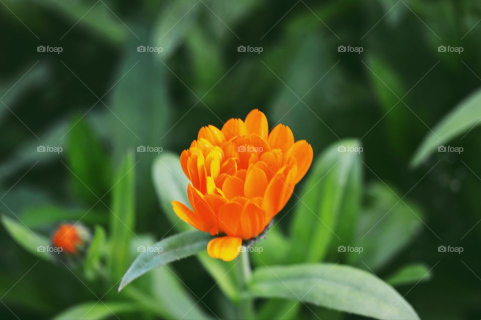 Orange flower on garden