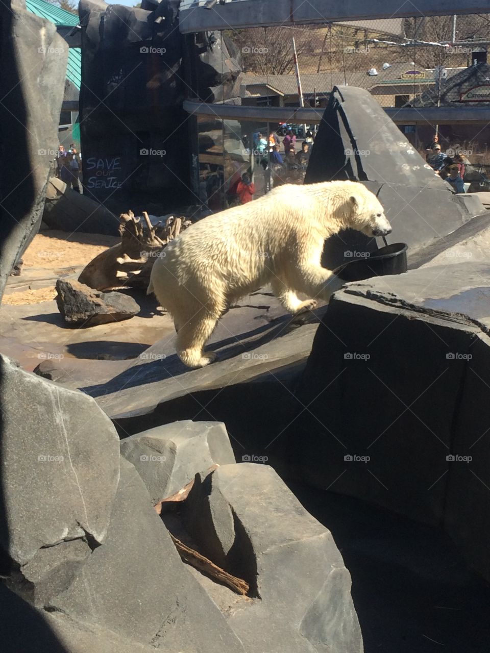 Polar bear