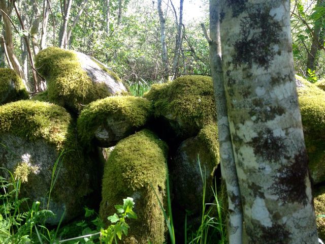 In the forest
