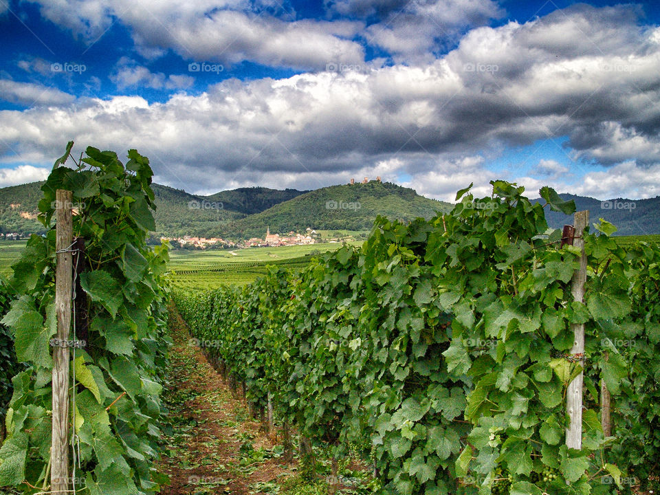 vineyards in alsac