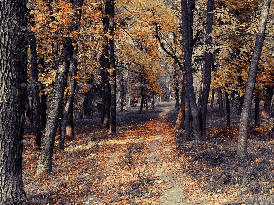 Autumn leaves on footpath in forest