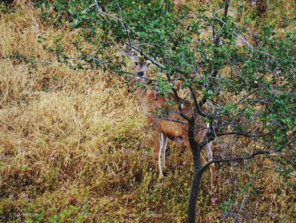 wildlife hiding behind a tree looking at me.
