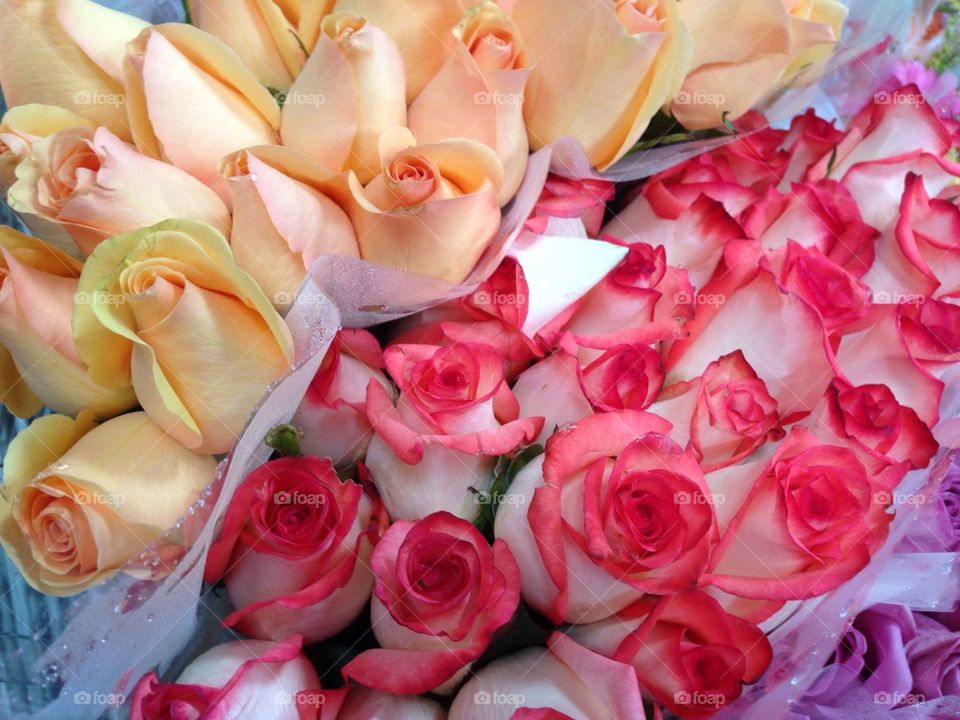 Mixed Roses