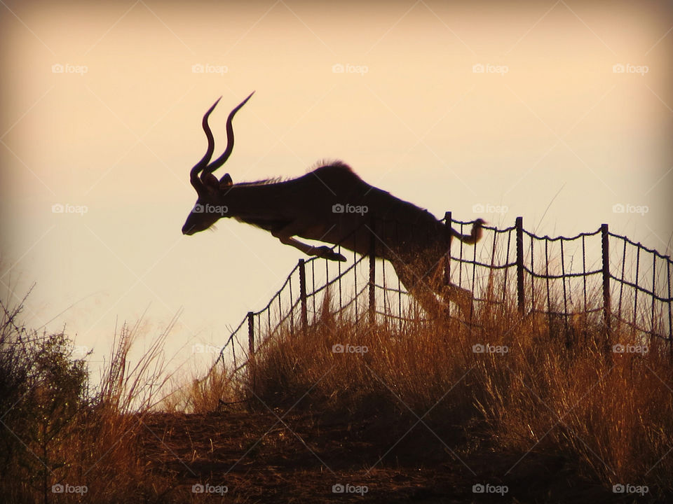 Golden jump of freedom for this kudu