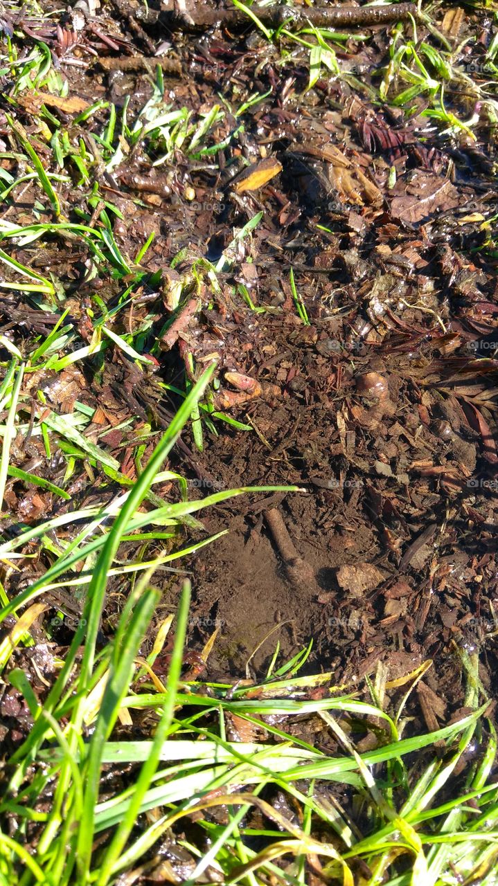 Soil, Ground, Leaf, Flora, Environment