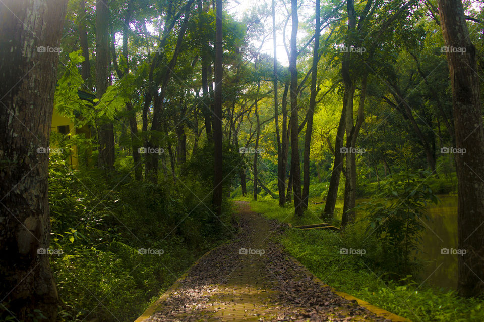 Empty trail in forest during autumn