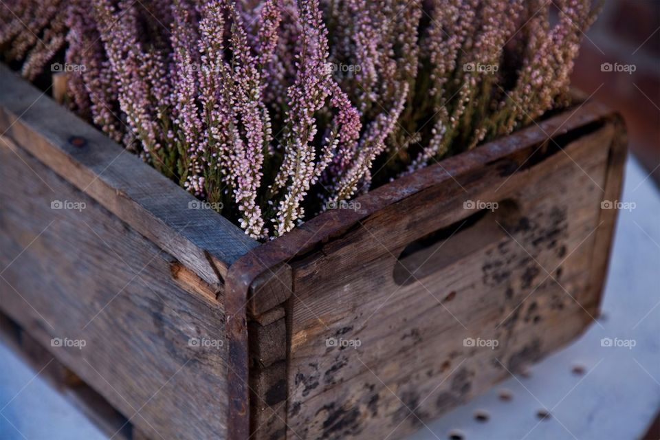 Close-up of flowers in old wooden box