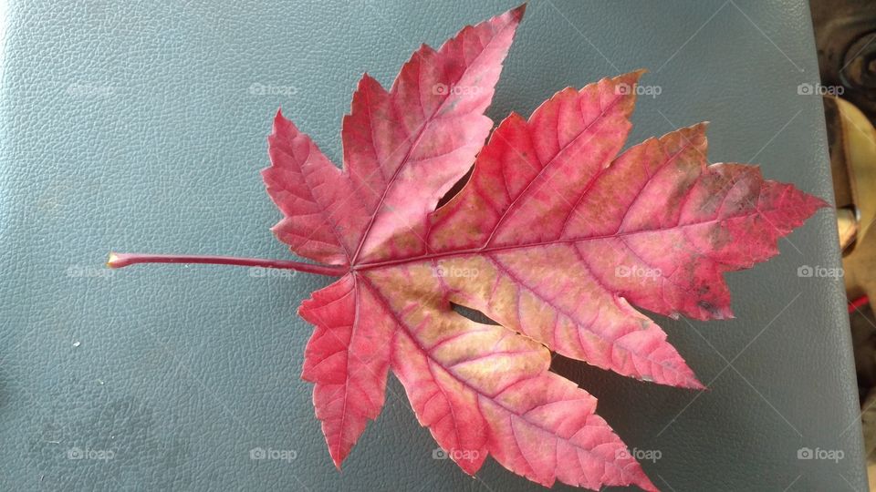 Leaf, No Person, Fall, Maple, Nature