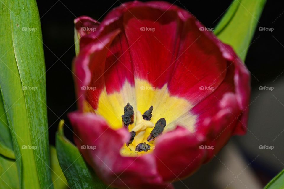 Tulip, Flower, Nature, No Person, Garden