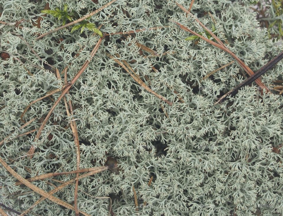 The texture of moss in the forest.  Makro